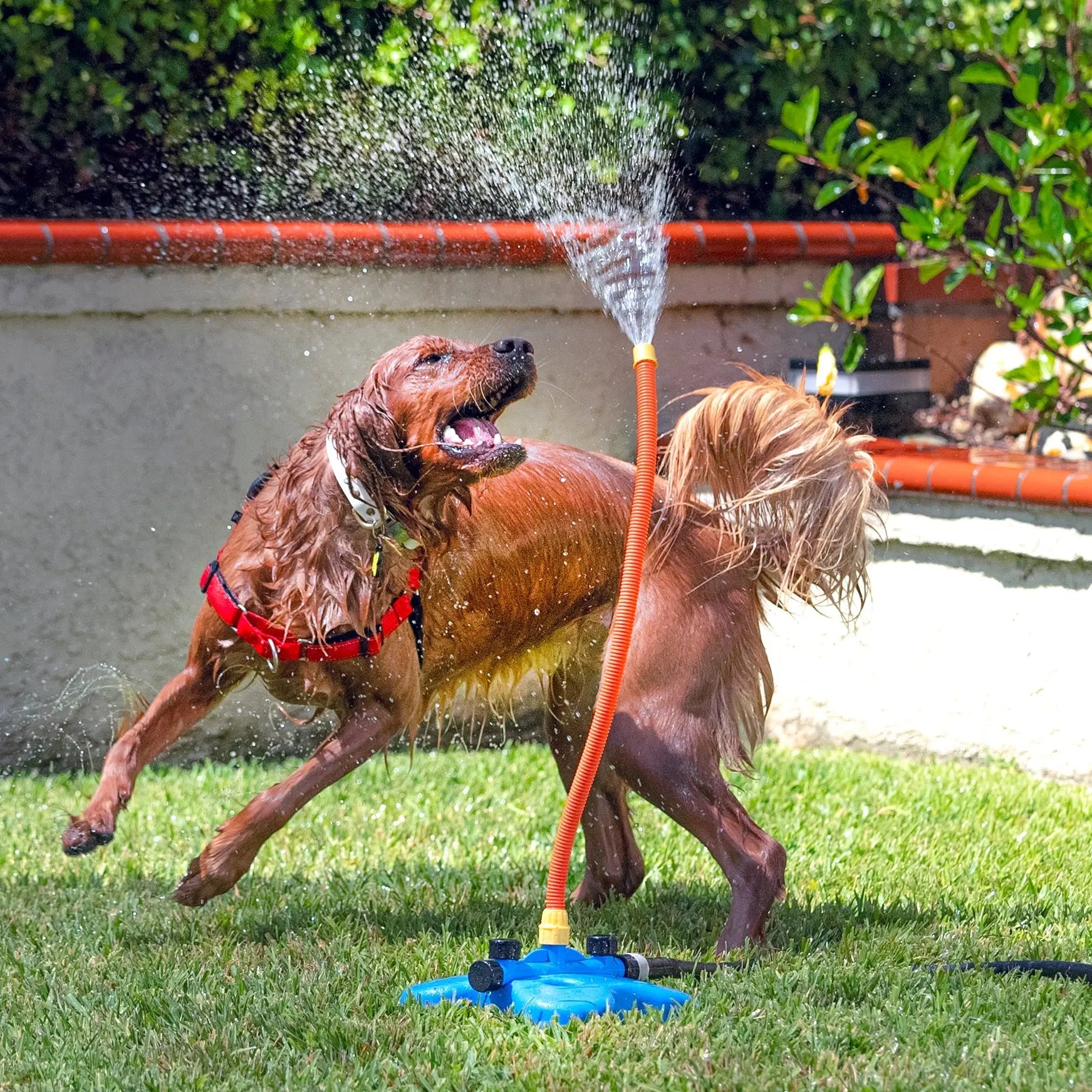 Wild Dogs Water Toys the Wave - Veterinarian Designed Interactive Dog Toy for Endless Fun and Mental Stimulation