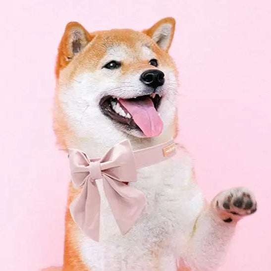 Unique Style Paws Silk Adjustable Durable Dog Collar with Bowtie, Bow Collars for Small to Large Dogs